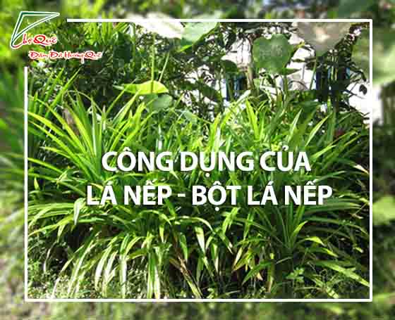 Cộng dụng của bột lá nếp, lá dứa